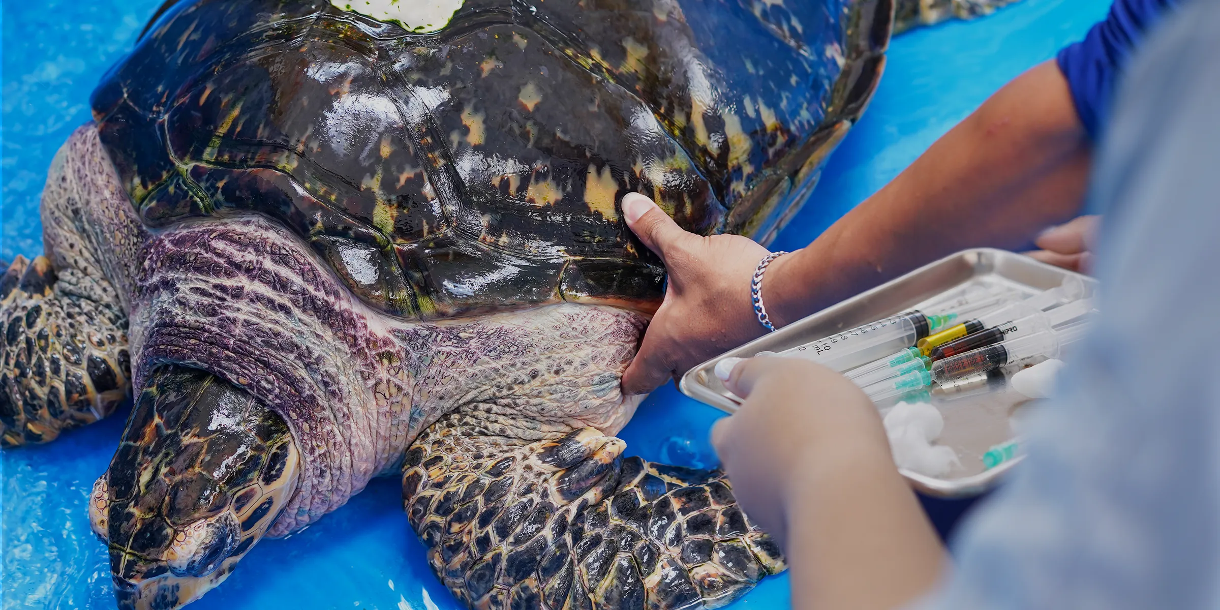 守る、獣医師
