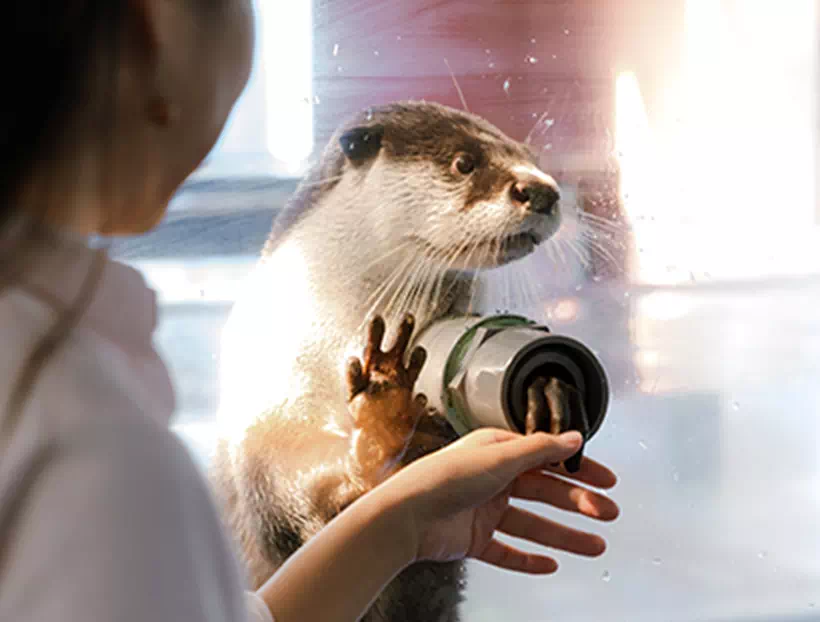 ツメナシカワウソと握手している画像