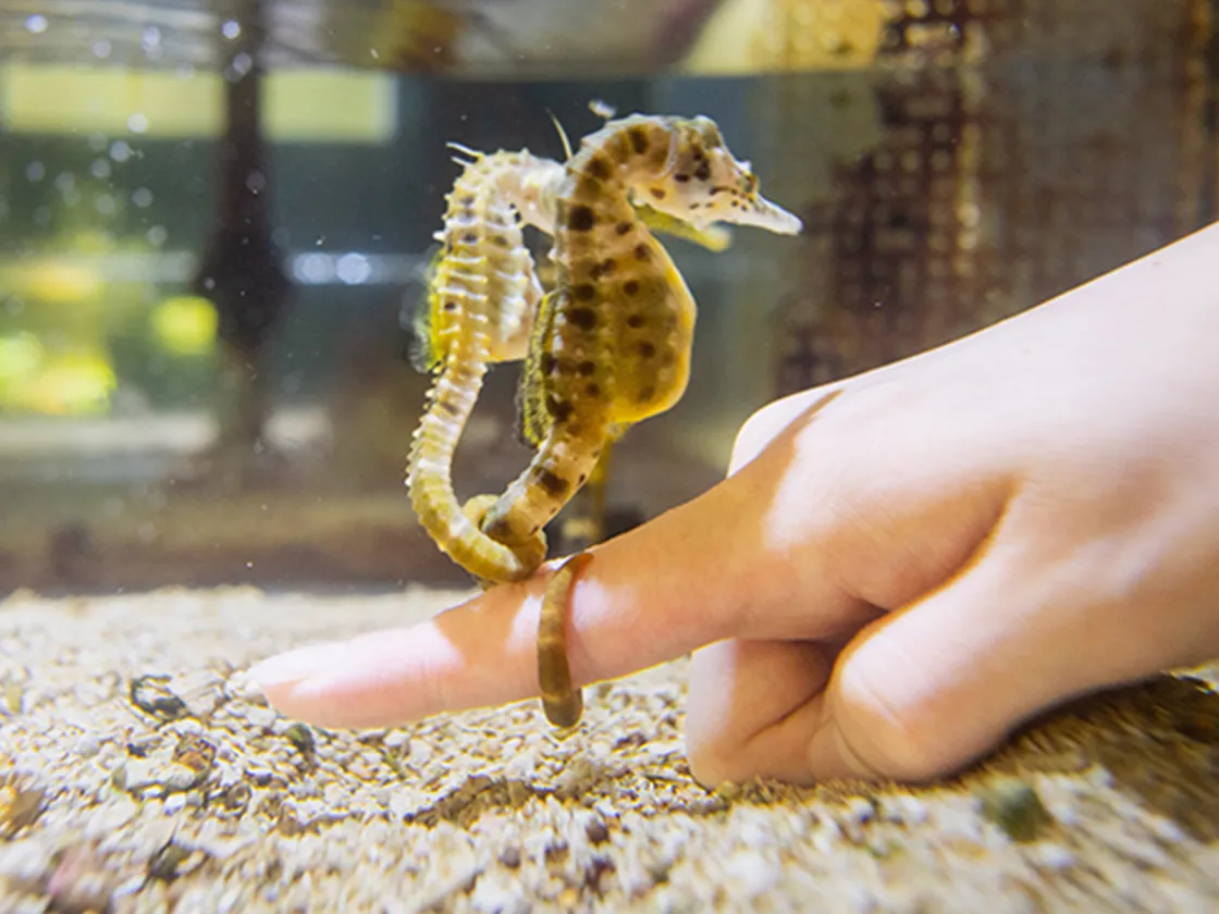 水中で会える お魚たちともゼロ距離体験
