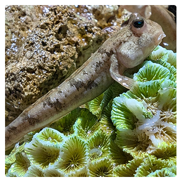 トビハゼ
