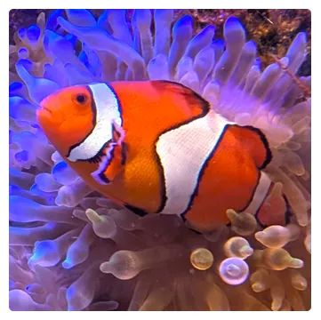 カクレクマノミ