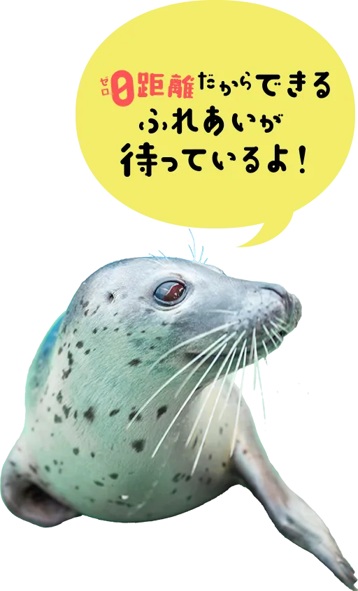 アザラシ