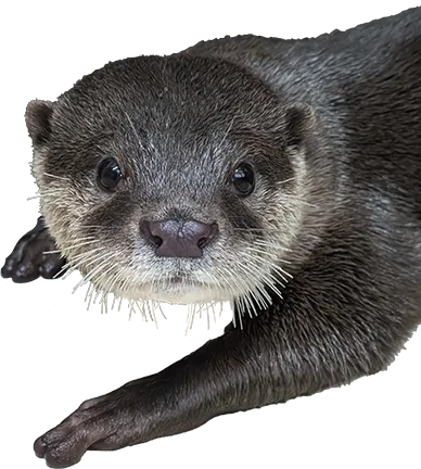 カワウソ