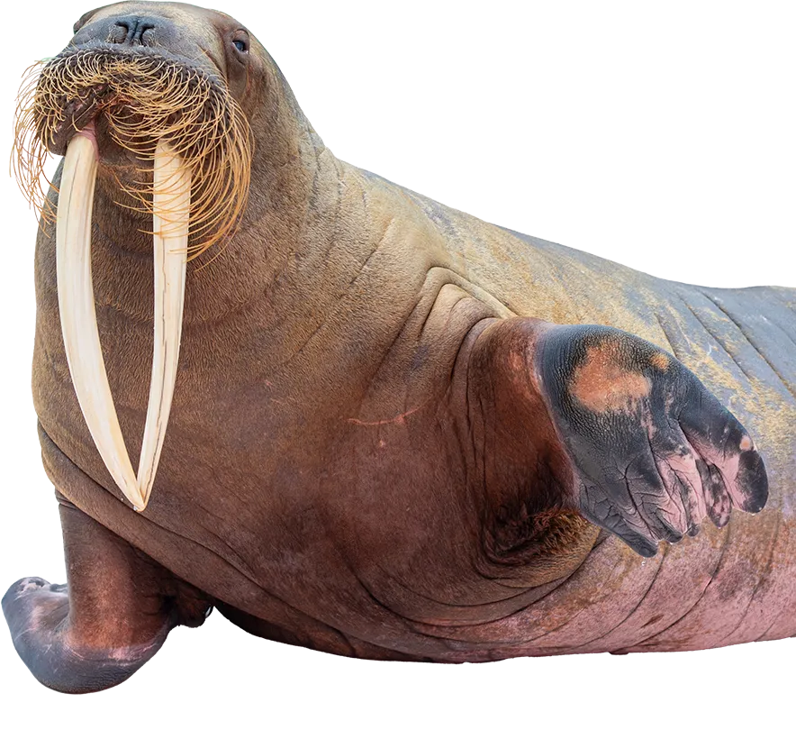 セイウチ