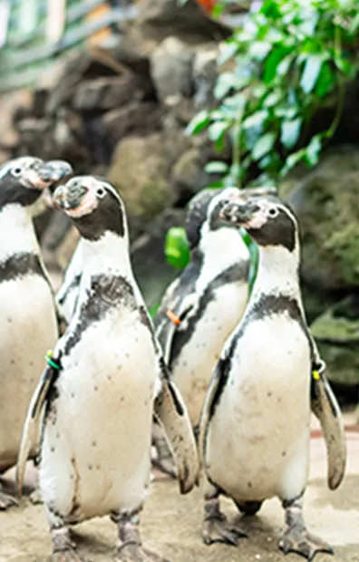 ペンギン