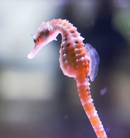 タツノオトシゴ