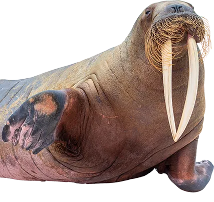 セイウチ