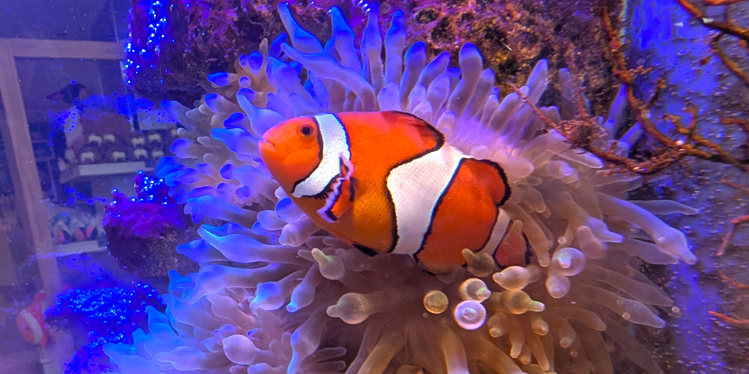 カクレクマノミ