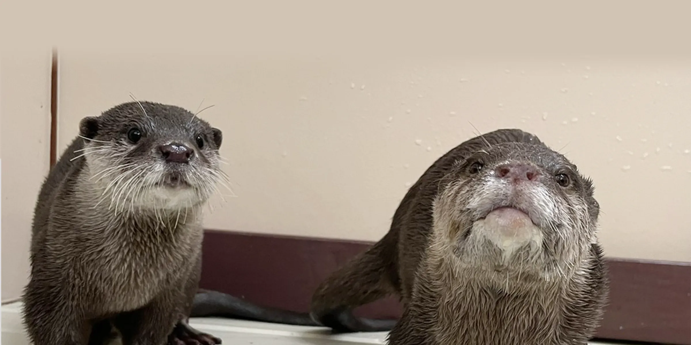 コツメカワウソ