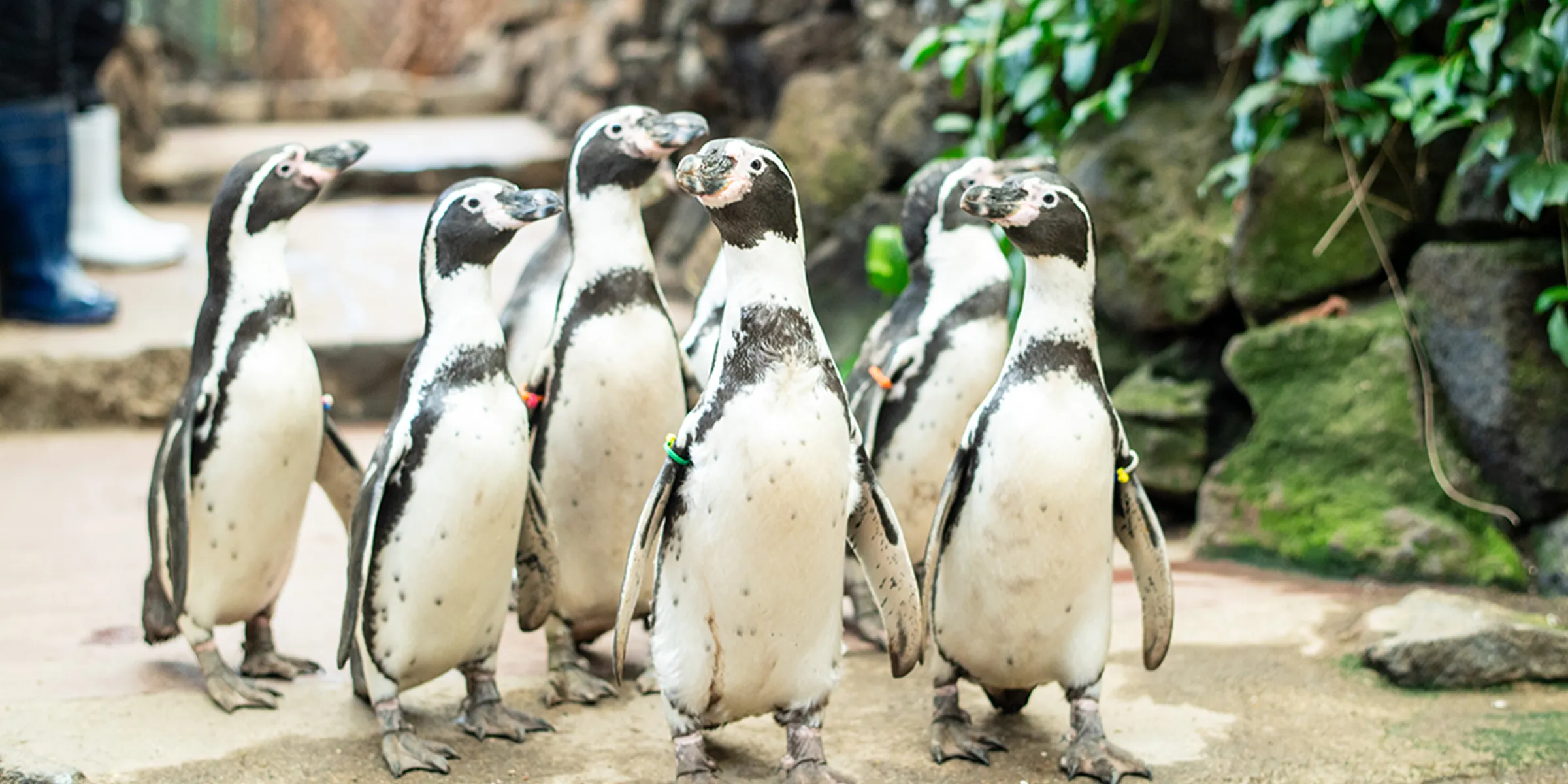 ペンギン