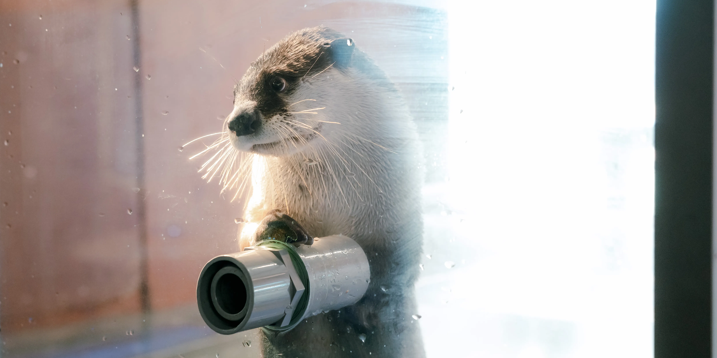 ツメナシカワウソ