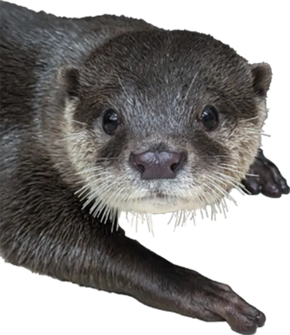 カワウソ